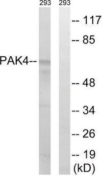 Anti-PAK4 antibody produced in rabbit affinity isolated antibody