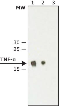 モノクロナール抗腫瘍壊死因子-&#945; ハムスター宿主抗体 ~2&#160;mg/mL, clone TN3-19.12, purified immunoglobulin, buffered aqueous solution