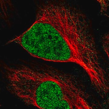 Anti-MNAT1 antibody produced in rabbit Prestige Antibodies&#174; Powered by Atlas Antibodies, affinity isolated antibody