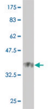 Monoclonal Anti-USP21 antibody produced in mouse clone 3D10, purified immunoglobulin, buffered aqueous solution