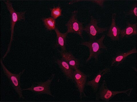 抗NONO (N-末端) ウサギ宿主抗体 ~1.0&#160;mg/mL, affinity isolated antibody, buffered aqueous solution