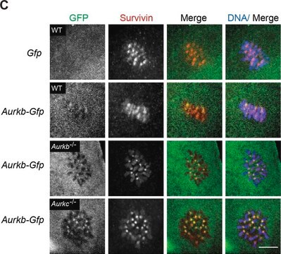 Monoklonaler Anti-grünfluoreszierendes Protein (GFP)-Antikörper in Maus hergestellte Antikörper clone GFP-20, ascites fluid