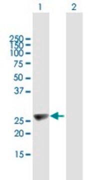 Anti-KIFC2 antibody produced in mouse purified immunoglobulin, buffered aqueous solution