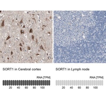 抗SORT1 ウサギ宿主抗体 Prestige Antibodies&#174; Powered by Atlas Antibodies, affinity isolated antibody, buffered aqueous glycerol solution