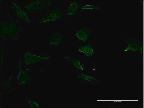 Monoclonal Anti-RHOC antibody produced in mouse clone 1B7, purified immunoglobulin, buffered aqueous solution