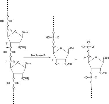 Nucléase&nbsp;P1 from Penicillium citrinum lyophilized powder, &#8805;200&#160;units/mg protein (E1%/280, 3&#8242;-5&#8242;-Phosphodiesterase)