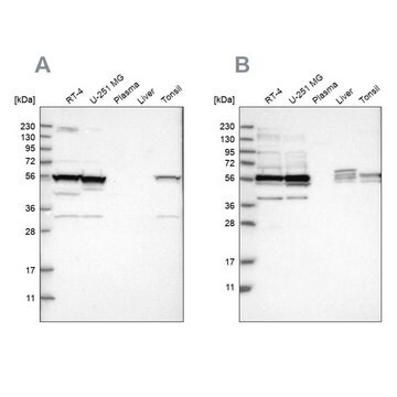 Anti-SMU1 antibody produced in rabbit Prestige Antibodies&#174; Powered by Atlas Antibodies, affinity isolated antibody, buffered aqueous glycerol solution, Ab2