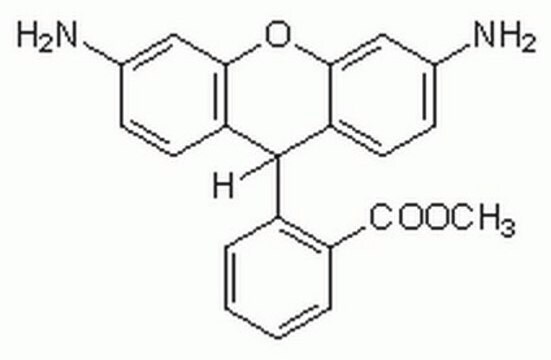 Dihydrorhodamin&nbsp;123 Cell-permeable fluorogenic probe that is useful for the detection of reactive oxygen species (ROS) such as peroxide and peroxynitrite.