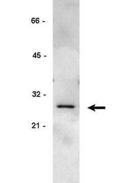 Anti-GRB2-Antikörper, Klon 3F2 clone 3F2, Upstate&#174;, from mouse