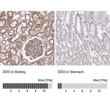 Anti-DDO antibody produced in rabbit Prestige Antibodies&#174; Powered by Atlas Antibodies, affinity isolated antibody, buffered aqueous glycerol solution