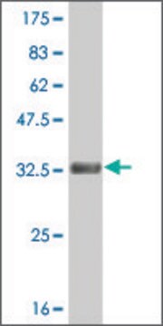 ANTI-HES2 antibody produced in mouse clone 2F4, purified immunoglobulin, buffered aqueous solution