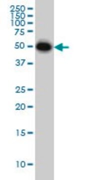 Monoclonal Anti-CRLF1 antibody produced in mouse clone 4F4, purified immunoglobulin, buffered aqueous solution