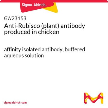 Anti-Rubisco (plant) antibody produced in chicken affinity isolated antibody, buffered aqueous solution