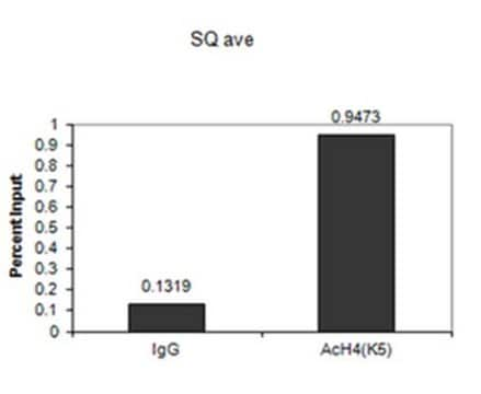 Anticorpo anti-acetil-histona H4 (Lys5) serum, from rabbit