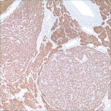 Parathyroid Hormone (PTH) (MRQ-31) Mouse Monoclonal Antibody