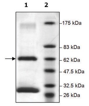 Jak1 active human recombinant, expressed in baculovirus infected Sf9 cells, &#8805;70% (SDS-PAGE)