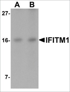 Anti-IFITM1 antibody produced in rabbit affinity isolated antibody, buffered aqueous solution