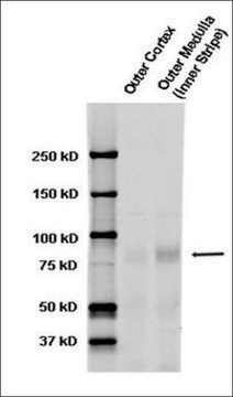 Anti-SCNN1A antibody produced in rabbit 1&#160;mg/mL, affinity isolated antibody