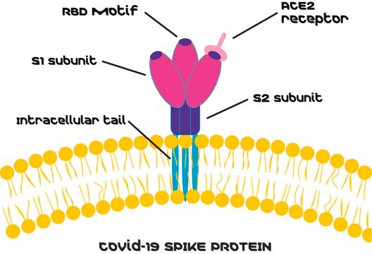 SARS-CoV-2 Receptor Binding Domain Biotin-tagged, Spike protein RBD recombinant,expressed in HEK 293 cells