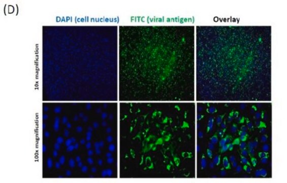 Anti-Chikungunya virus Antibody, clone 6A11 clone 6A11, from mouse