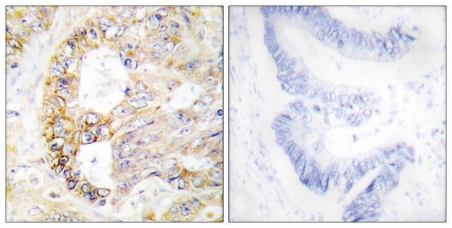 Anti-COX41 antibody produced in rabbit affinity isolated antibody