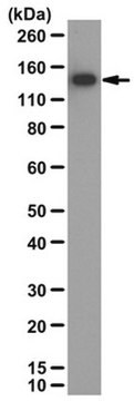 Anti-TAG-1 Antibody serum, from rabbit