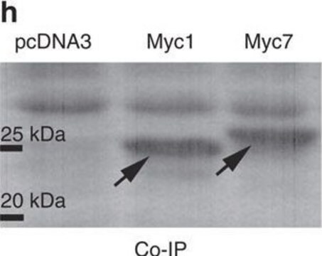 抗c-Myc抗体 ウサギ宿主抗体 ~0.5&#160;mg/mL, affinity isolated antibody, buffered aqueous solution