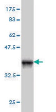 ANTI-PIM1 antibody produced in mouse clone 1C12, purified immunoglobulin, buffered aqueous solution