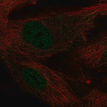 抗KLF2抗体 ウサギ宿主抗体 Prestige Antibodies&#174; Powered by Atlas Antibodies, affinity isolated antibody, buffered aqueous glycerol solution