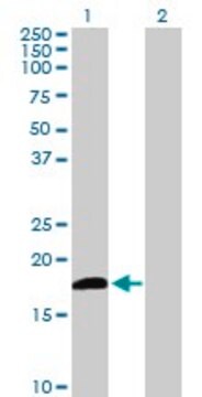 Anti-DUSP21 antibody produced in mouse IgG fraction of antiserum, buffered aqueous solution