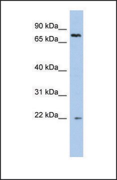 Anti-NHLRC2, (N-terminal) antibody produced in rabbit affinity isolated antibody