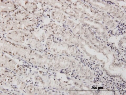 ANTI-DLX5 antibody produced in mouse clone 1B7, purified immunoglobulin, buffered aqueous solution