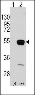 Anti-SMYD2 (C-term) antibody produced in rabbit saturated ammonium sulfate (SAS) precipitated, buffered aqueous solution