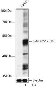 Anti-Phospho-NDRG1-T346 antibody produced in rabbit