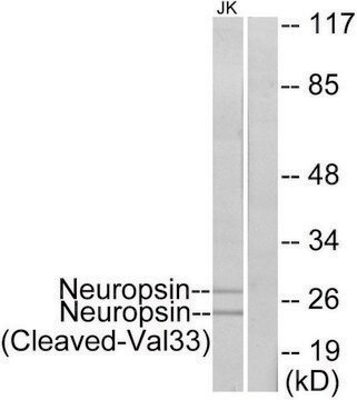 Anti-Neuropsin (Cleaved-Val33), N-Terminal antibody produced in rabbit affinity isolated antibody