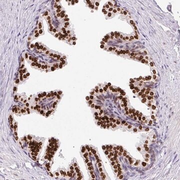 Anti-C2orf71 antibody produced in rabbit Prestige Antibodies&#174; Powered by Atlas Antibodies, affinity isolated antibody, buffered aqueous glycerol solution