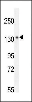 ANTI-K1199(C-TERMINAL) antibody produced in rabbit affinity isolated antibody, buffered aqueous solution