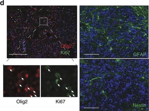 Anticuerpo anti-proteína gliofibrilar ácida, clon GA5 clone GA5, Chemicon&#174;, from mouse