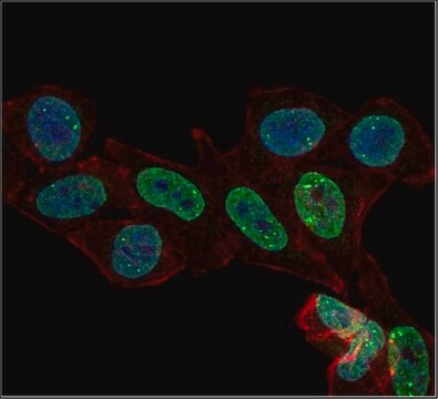 Anti-monomethyl Histone H3 (Lys4) Antibody, Alexa Fluor&#8482; 488 Conjugate 0.5&#160;mg/mL, from rabbit