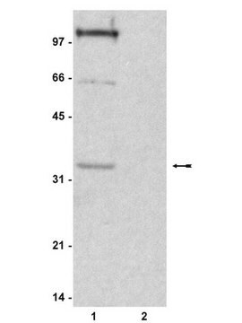 Anti-phospho-Histone H1 Antibody Upstate&#174;, from rabbit