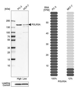 抗POLR3A抗体 ウサギ宿主抗体 Prestige Antibodies&#174; Powered by Atlas Antibodies, affinity isolated antibody, buffered aqueous glycerol solution