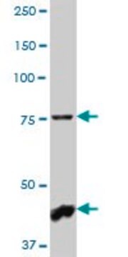 Anti-NHLRC2 antibody produced in mouse IgG fraction of antiserum, buffered aqueous solution