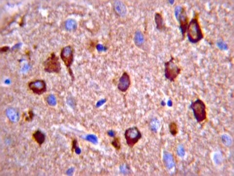 Anti-Prion-Proteinantikörper, AS 109–112, Klon 3F4 clone 3F4, Chemicon&#174;, from mouse