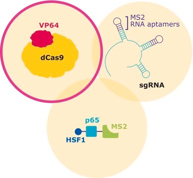 dCas9-VP64-Blasticidin SAM CRISPRa Helper Construct 1 DNA plazmidu