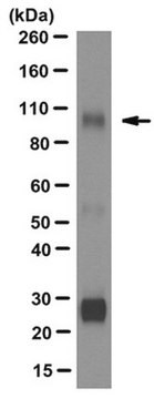 Anticorps anti-CSF-1R/CD115, clone&nbsp;FER216 clone FER216, from mouse