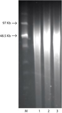 GenElute&#8482; Bacterial Genomic DNA Kits sufficient for 10&#160;purifications