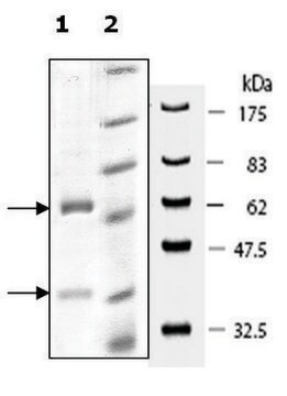 DNMT3A/DNMT3L active human recombinant, expressed in baculovirus infected Sf9 cells, &#8805;90% (SDS-PAGE)