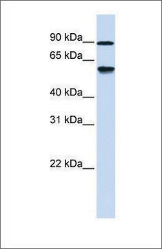 抗ADHFE1 ウサギ宿主抗体 affinity isolated antibody