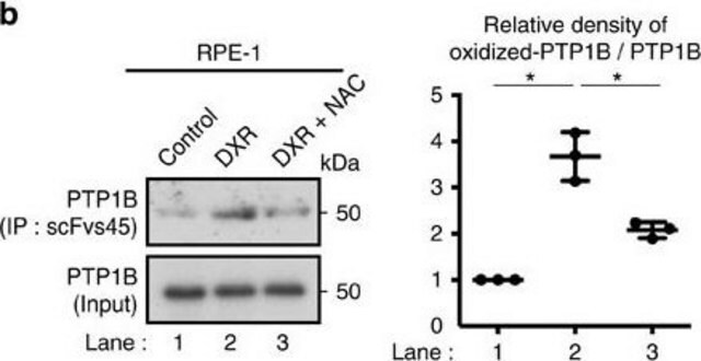 Anti-PTP1B Antibody (Oxidized), clone scFvs 45 clone scFvs 45, from chicken