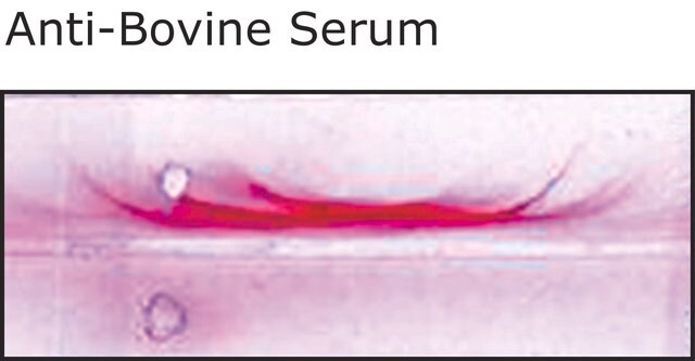 Anti-Bovine Serum antibody produced in rabbit whole antiserum